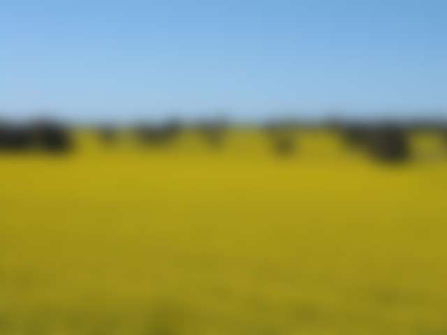 canola